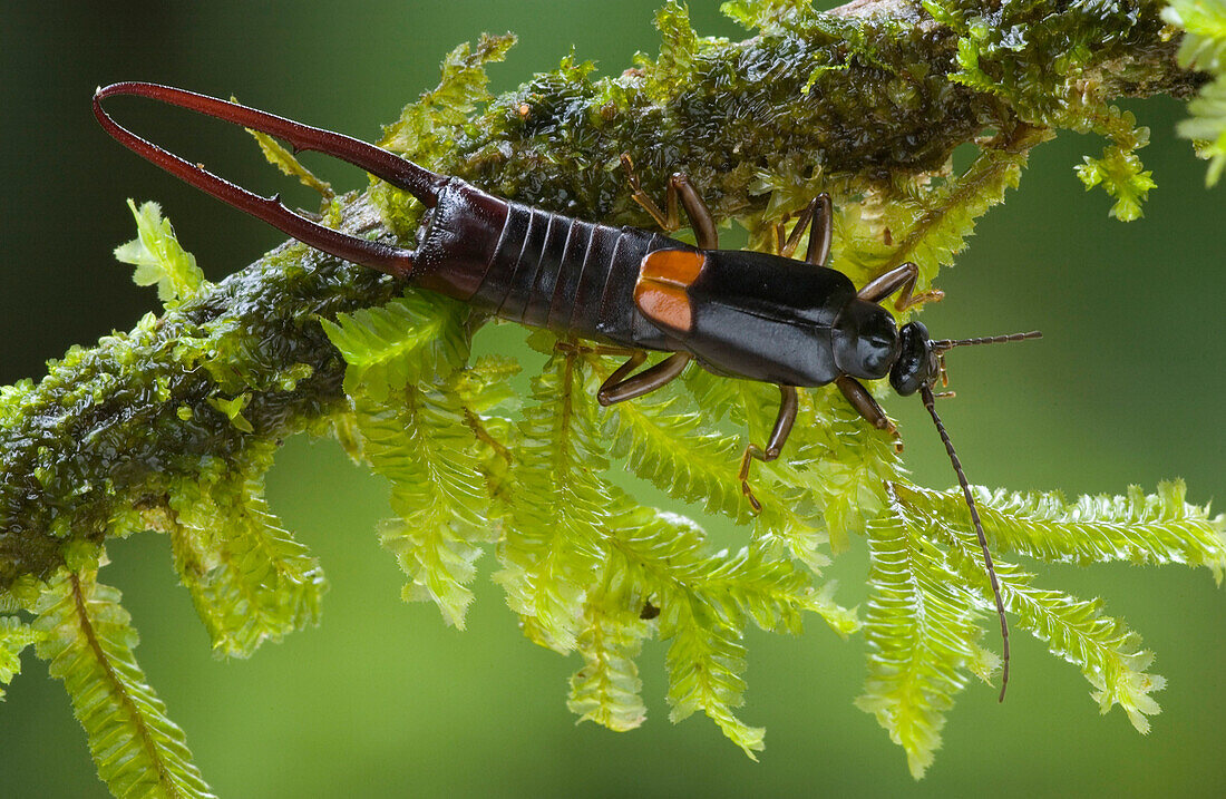 Little Earwig (Spongiphor sp) on mossy branch, Costa Rica