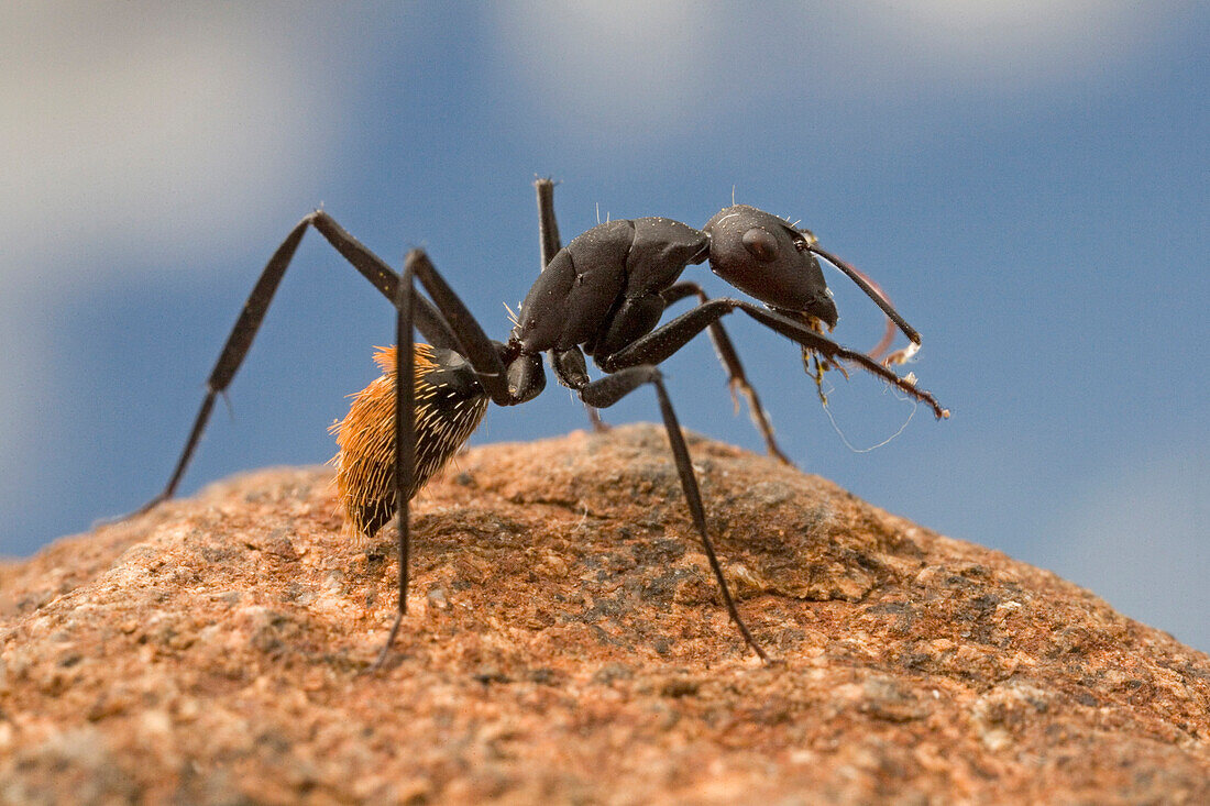 Bal-byter Ant (Camponotus fulvopilosus) cleaning its antennae, South Africa