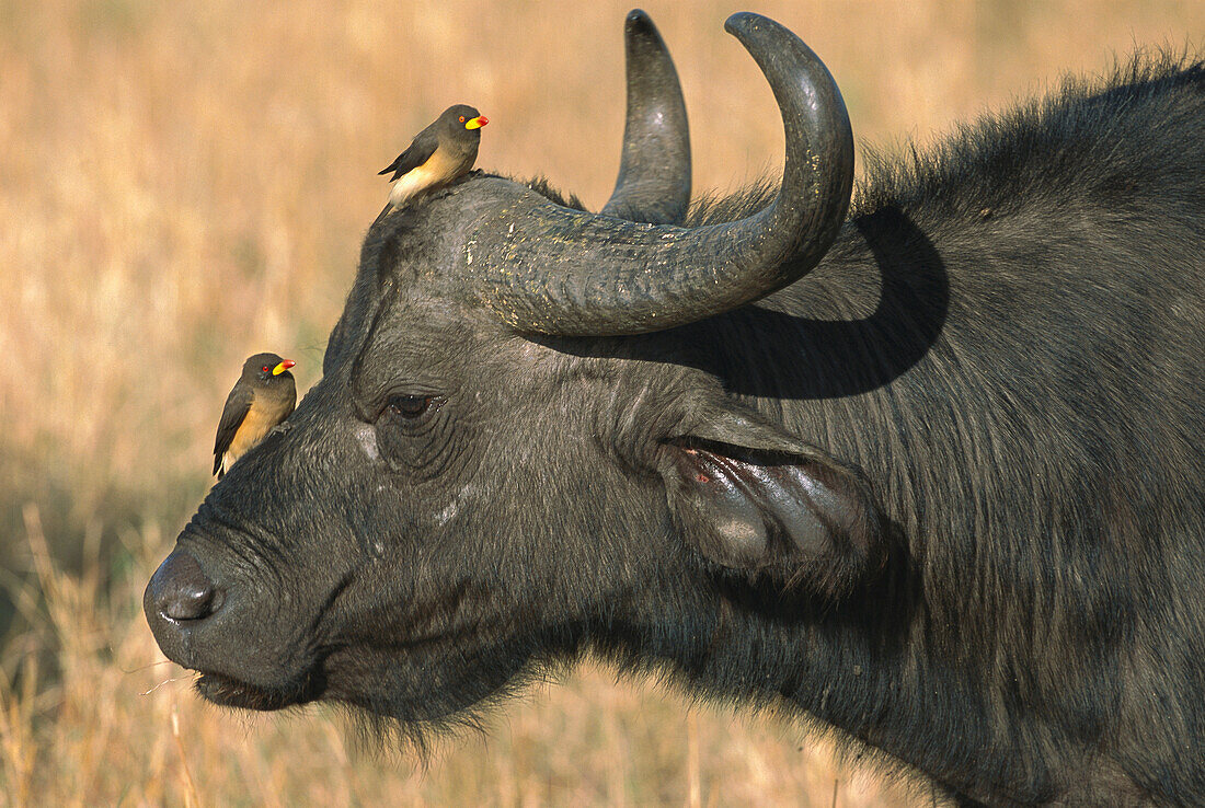 Cape Buffalo (Syncerus caffer) bull with Red-billed Oxpecker (Buphagus erythrorhynchus) pair, Masai Mara National Reserve, Kenya