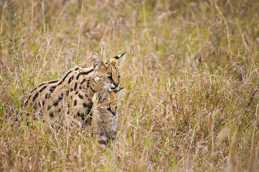 Serval (Leptailurus serval) female with two month old cub, Masai Mara, Kenya