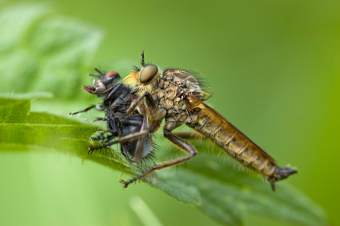 Robber Fly (Asilus rufibarbis) with prey, Erp, Netherlands