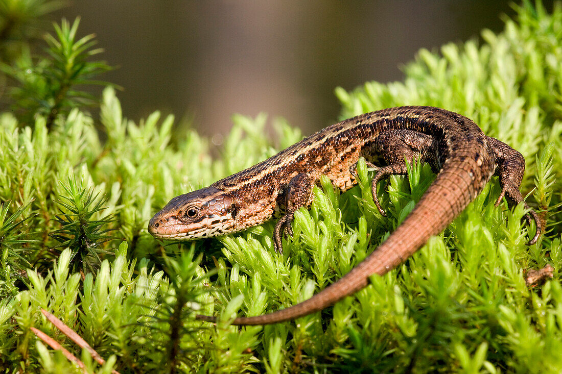 Viviparous Lizard (Zootoca vivipara) male on moss, Tatra National Park, Poland