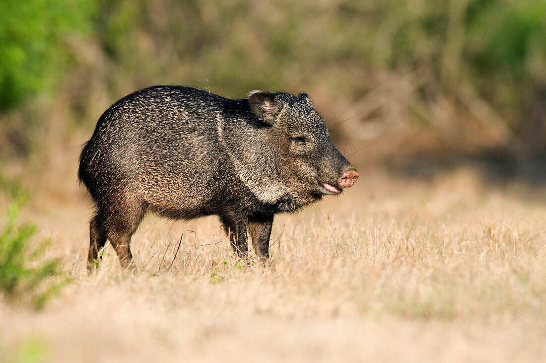 Collared Peccary (Tayassu tajacu) foraging, Texas