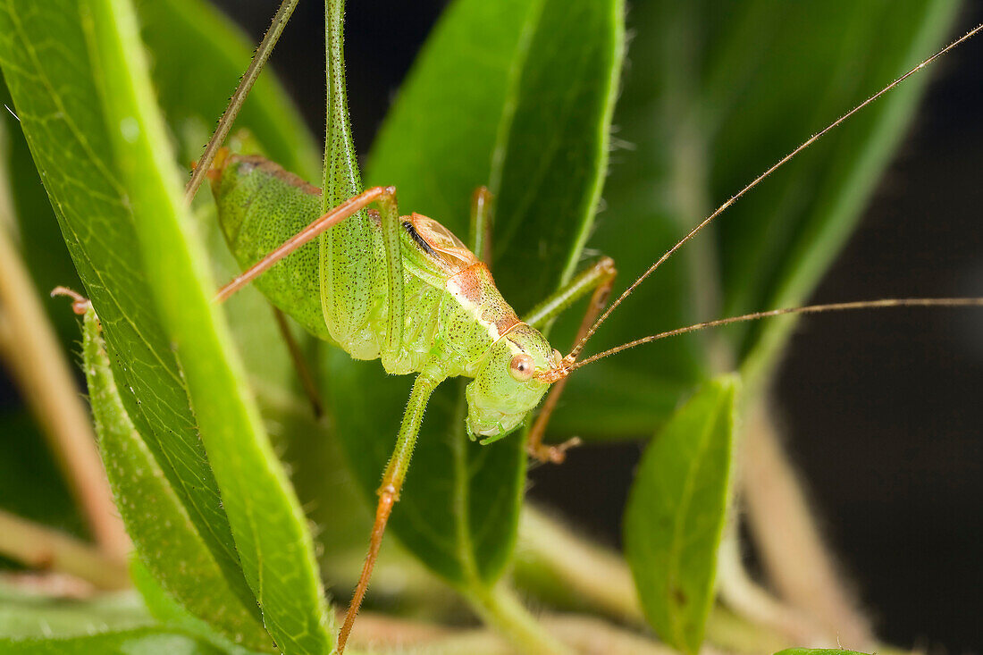 Speckled Bush Cricket (Leptophyes punctatissima) male, Den Helder, Noord-Holland, Netherlands