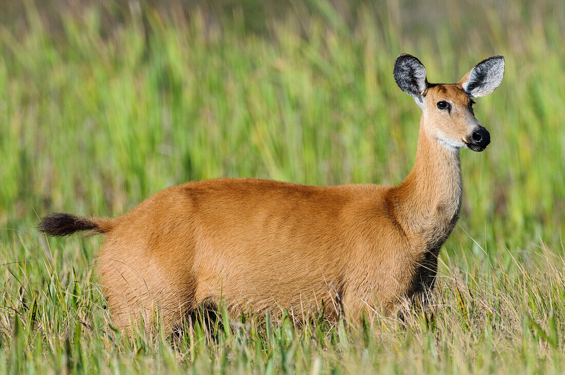 Marsh Deer (Blastocerus dichotomus) female, Pantanal, Brazil