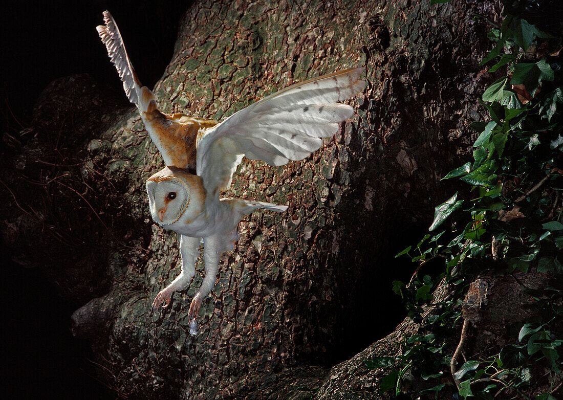 Barn Owl (Tyto alba) flying from nest cavity