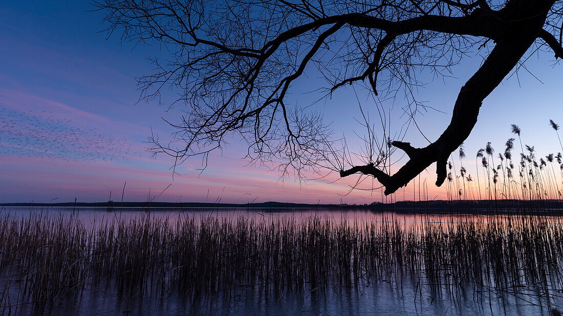 Winter landscape Sunset at the frozen lake in Germany at the blue hour