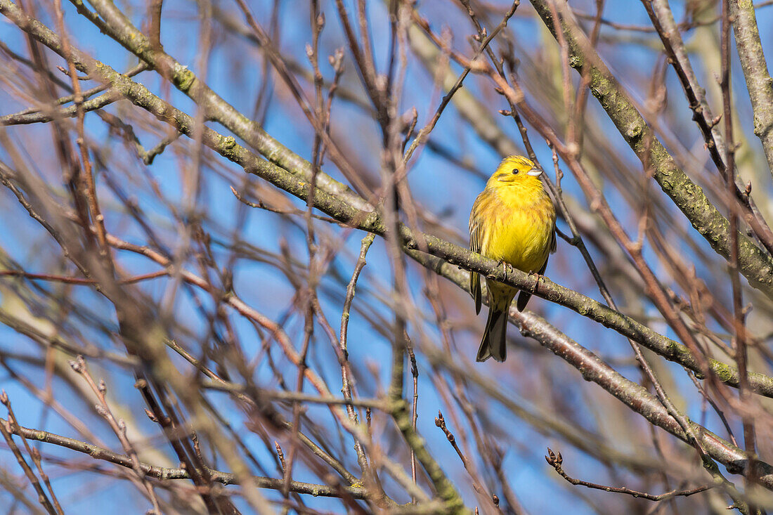 Bird 'Goldammer' in the sunlight of the rising sun