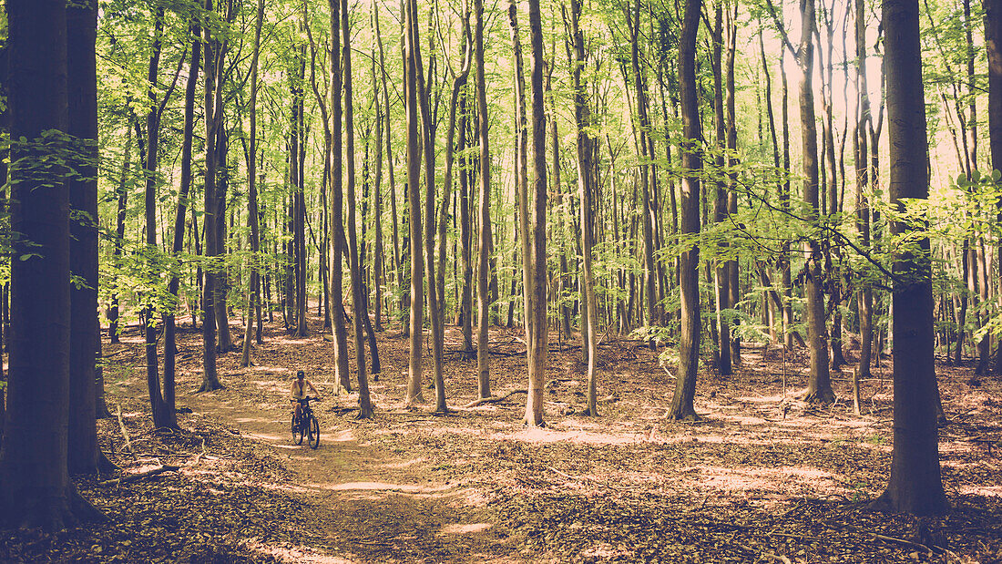 Mountain bikers ride through light-flooded mixed forest in Mecklenburg-Vorpommern