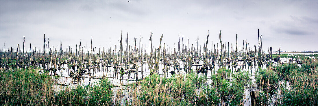 Panorama eines überschwemmten Sumpfgebietes an der Ostsee