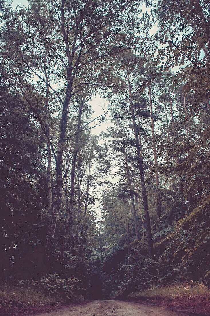 Hiking trail in the mixed forest of the Feldberger Seenlandschaft