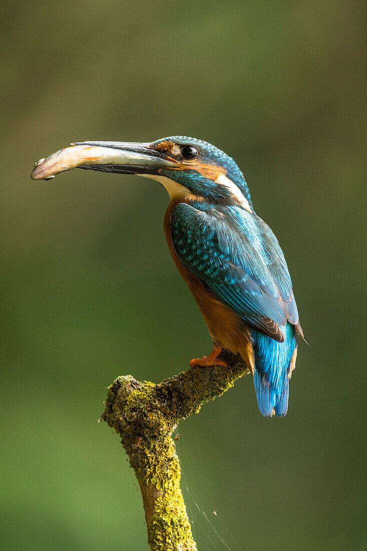 Closeup of kingfisher with fish in beak