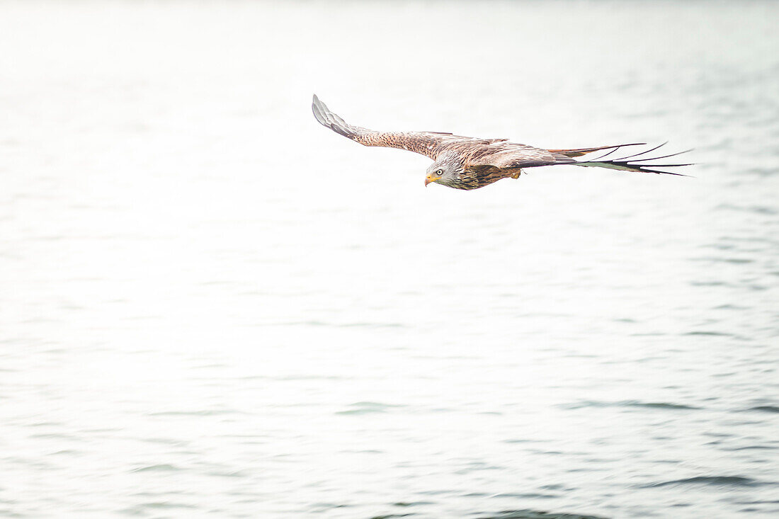 Red kite from the front landing in the water