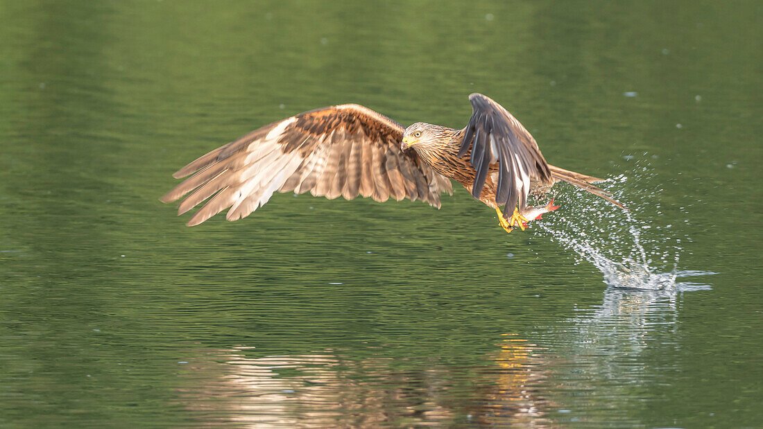 Red kite catches a fish out of the water