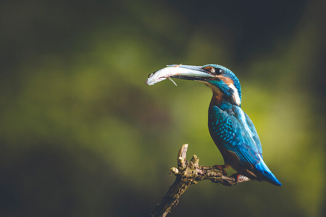 Closeup of kingfisher with fish in beak
