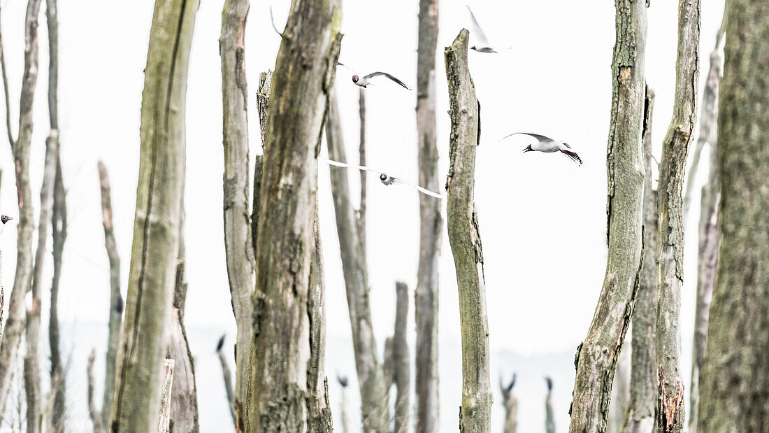Black-headed gull colony in a wetland with dead trees
