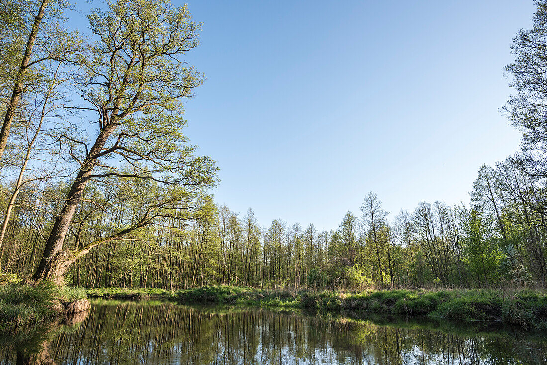 River landscape in spring at sunshine in Spreewald