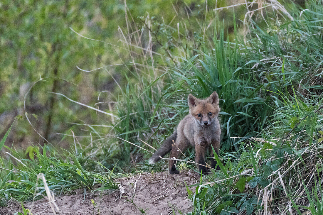 Junge Fuchs am Fuchsbau schaut in die Kamera vor Sonnenaufgang