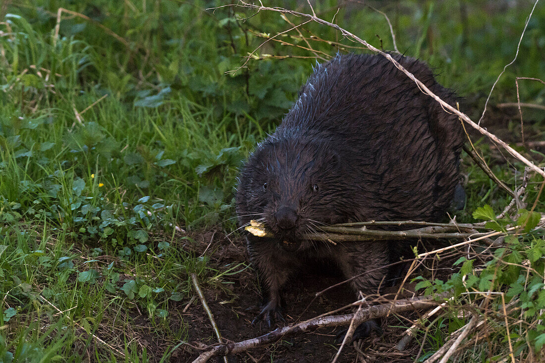 Beaver sits on the bank and gnaws at a piece of beech wood