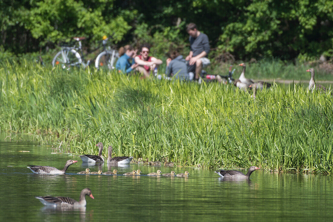 Graugans Familie sitzt am Ufer, Radfahrer machen Picknick