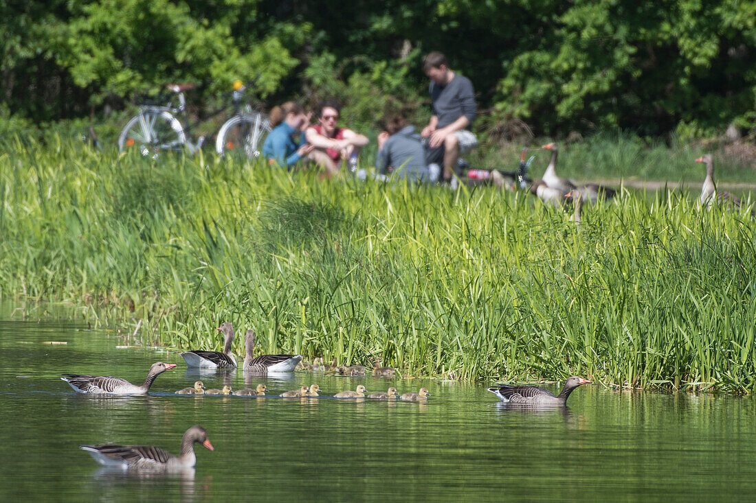 Greylag's family is sitting on the shore, cyclists are having a picnic