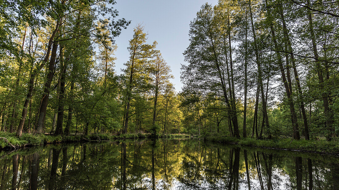 River landscape in early summer in sunshine in Spreewald