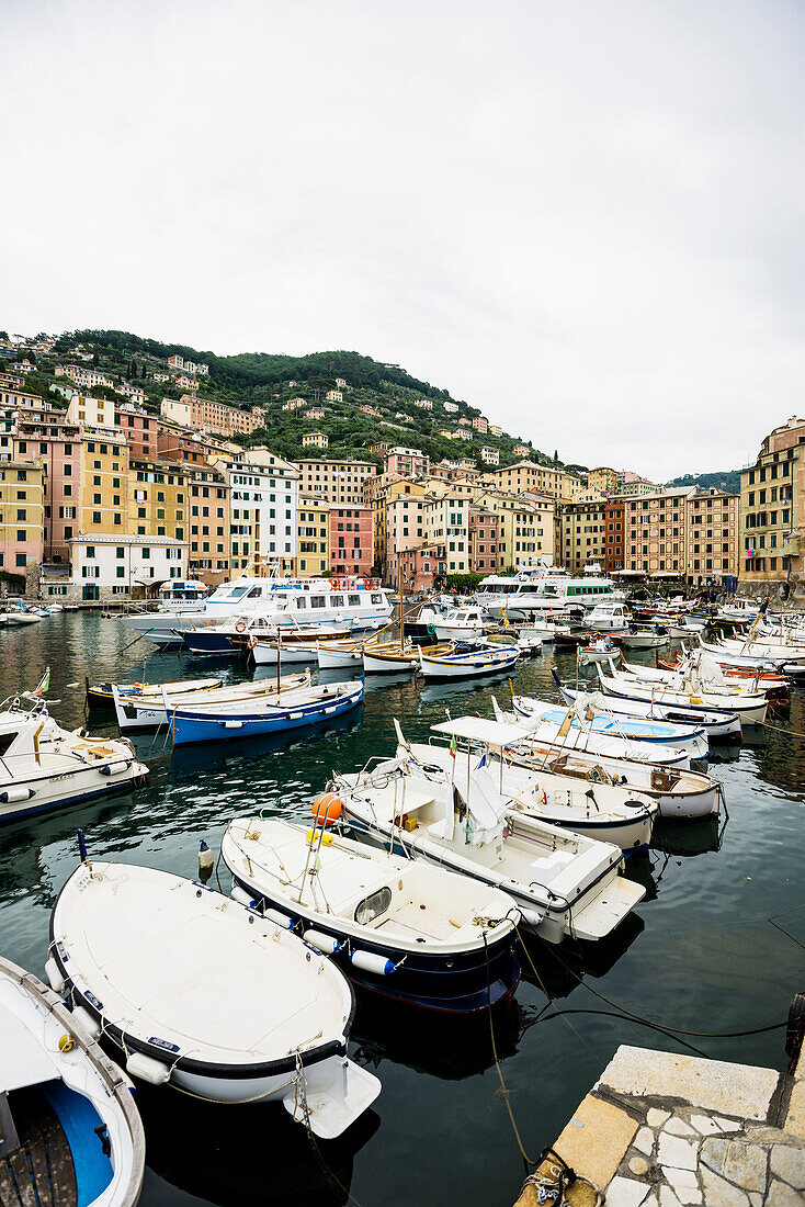 Hafen mit Fischerbooten, Camogli, Ligurien, Riviera di Levante, Italien