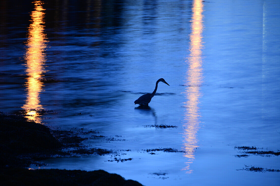 Kranich in der Bucht von Lunenburg, Nova Scotia, Ost Kanada