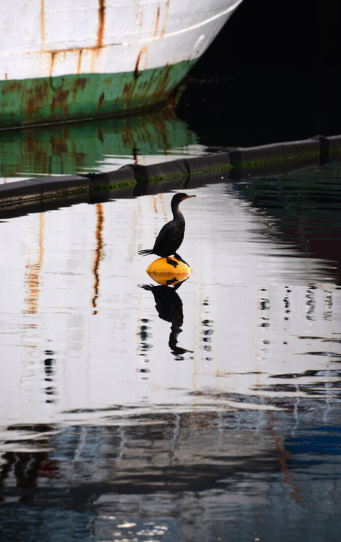 Cormorant in the harbour, Halifax, Nova Scotia, Canada