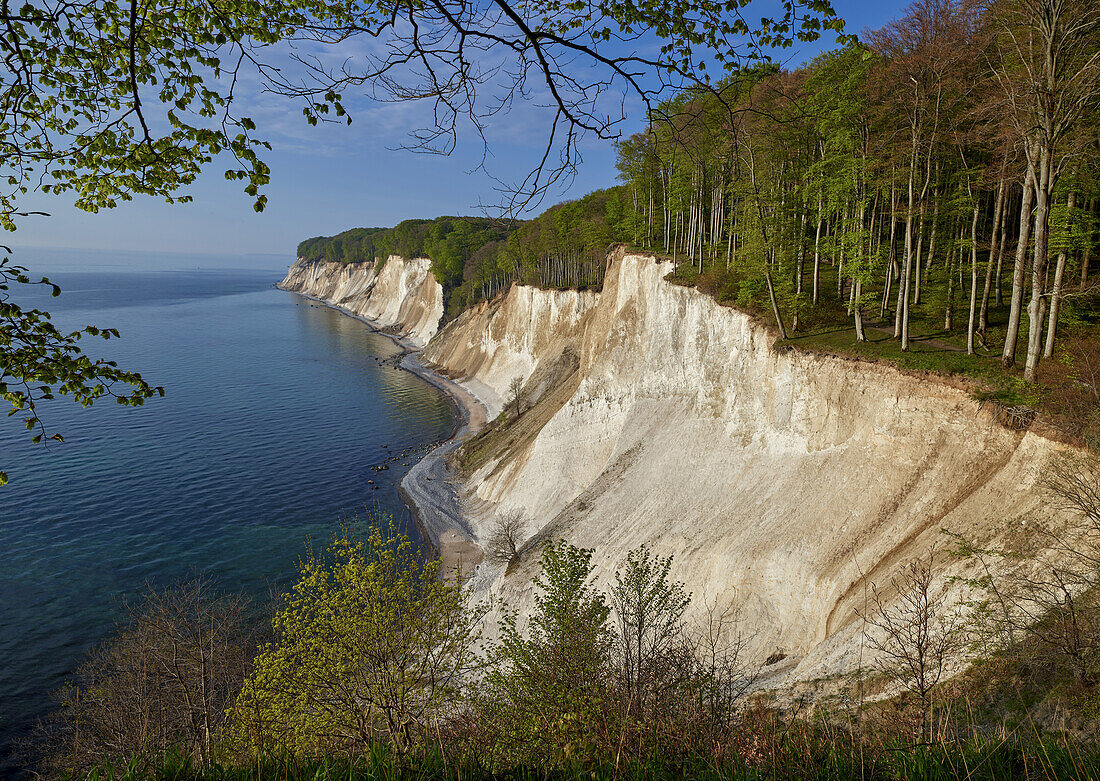 Chalk cliffs in the Jasmund National Park Rugen Island Packages sugar shores, Germany Mecklenburg-Western Pomerania