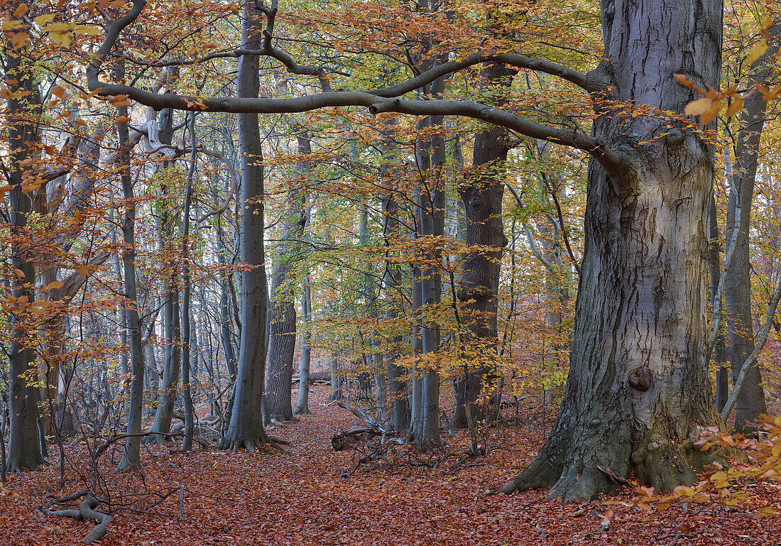 Autumn Beech Forest, island of Rügen island of Vilm, Germany Mecklenburg-Western Pomerania
