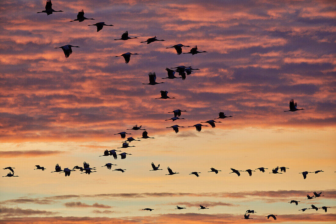 Autumn migration of cranes in the Vorpommersche Boddenlandschaft National Park, Mecklenburg-Western Pomerania, Germany