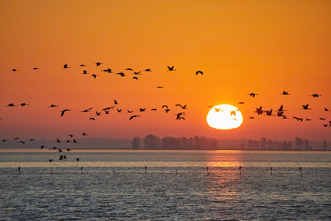 Autumn migration of cranes in the Vorpommersche Boddenlandschaft National Park, Mecklenburg-Western Pomerania, Germany