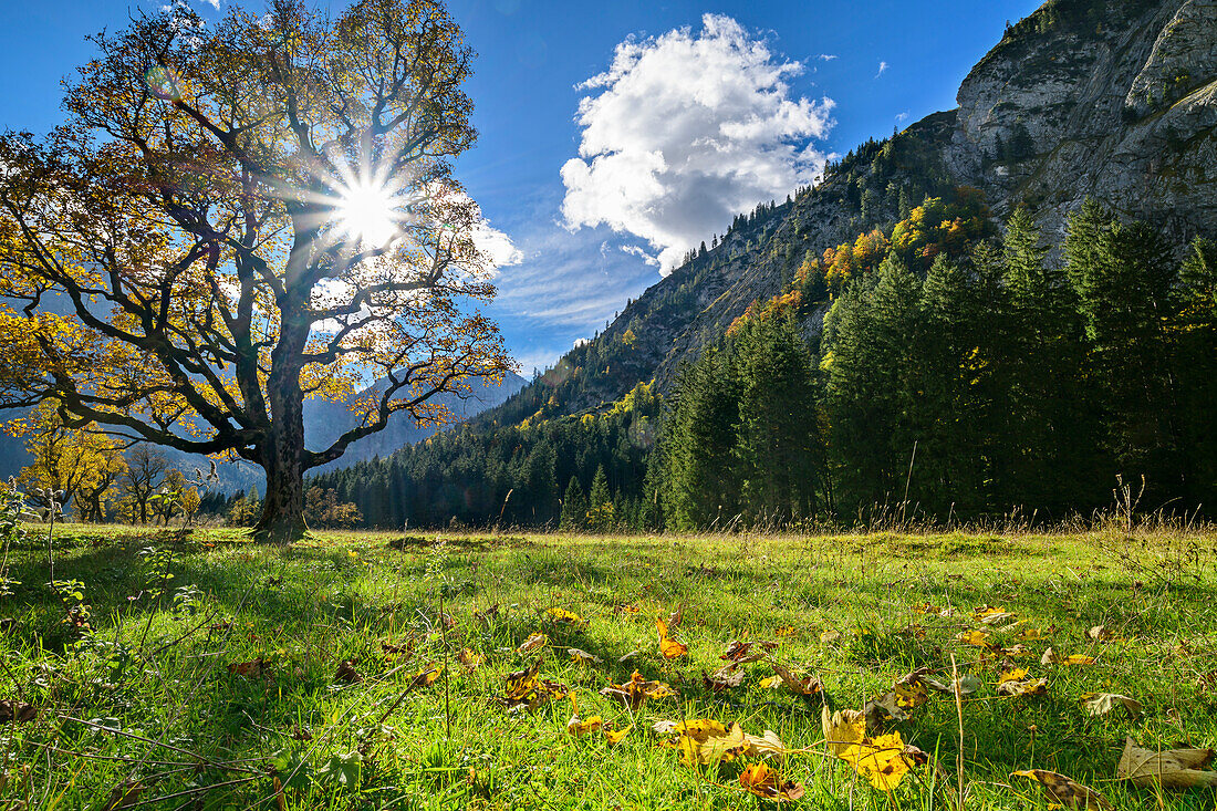 Bergahorn mit Karwendel im Hintergrund, Großer Ahornboden, Eng, Naturpark Karwendel, Karwendel, Tirol, Österreich