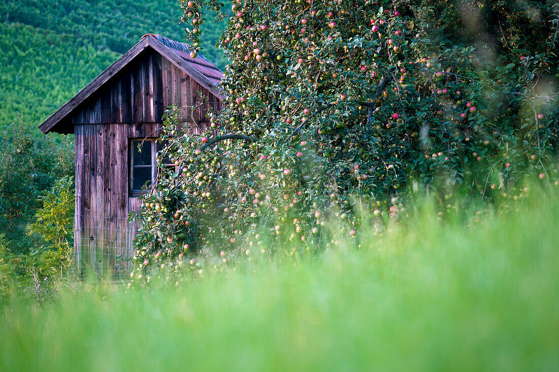 Bower, Steigerwald Nature Park, Lower Franconia, Bavaria, Germany