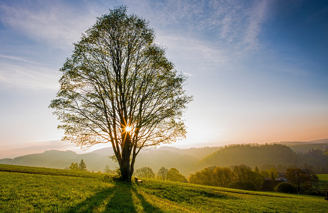 Solitary tree in the sunrise, Frankenwald Nature Park, Upper Franconia, Bavaria, Germany