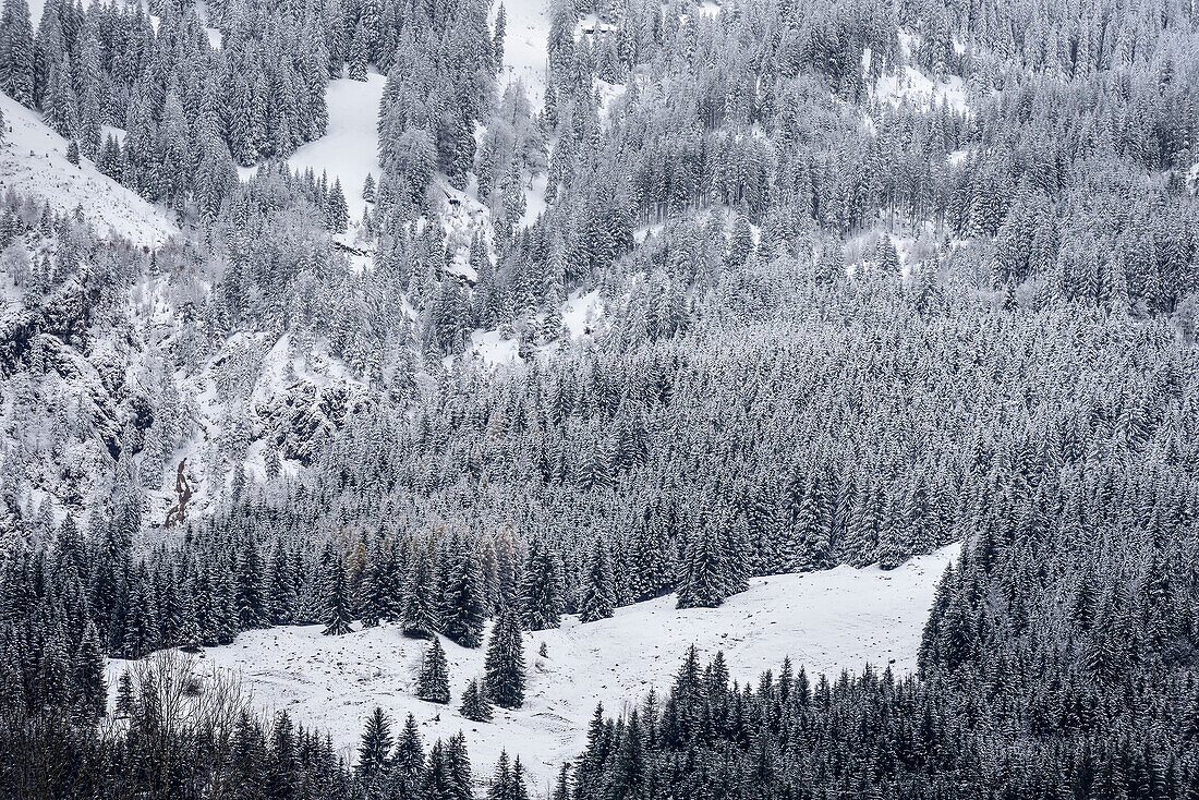 snowy fir trees in detail, Bad Hindelang, Allgaeu, Bavaria, Germany