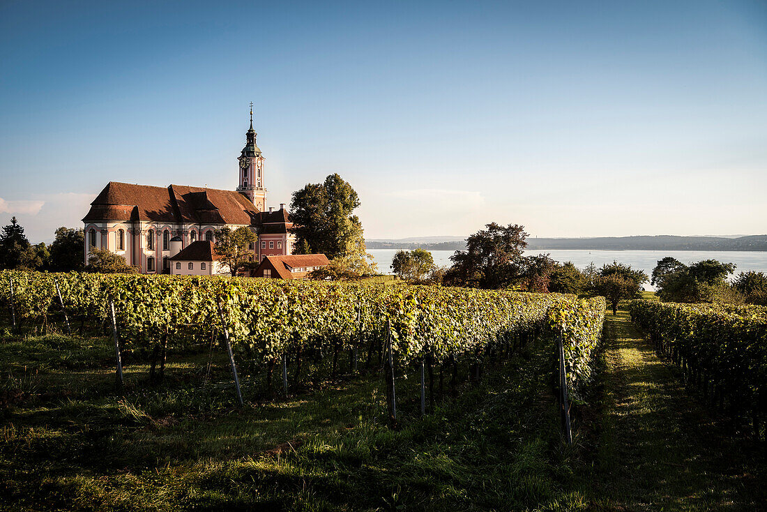 Wein Anbau vor Wallfahrtskirche Birnau, Uhldingen Mühlhofen, Bodensee, Baden-Württemberg, Deutschland