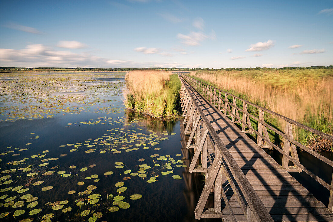 Federseesteg, Moorgebiet Federsee, Bad Buchau, Landkreis Biberach, Oberschwaben, Baden-Württemberg, Deutschland