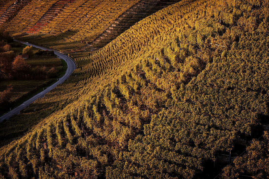 detail of winegrowing and street along climbing and wine growing region of Hessigheim, Ludwigsburg District, Baden-Wuerttemberg, Germany