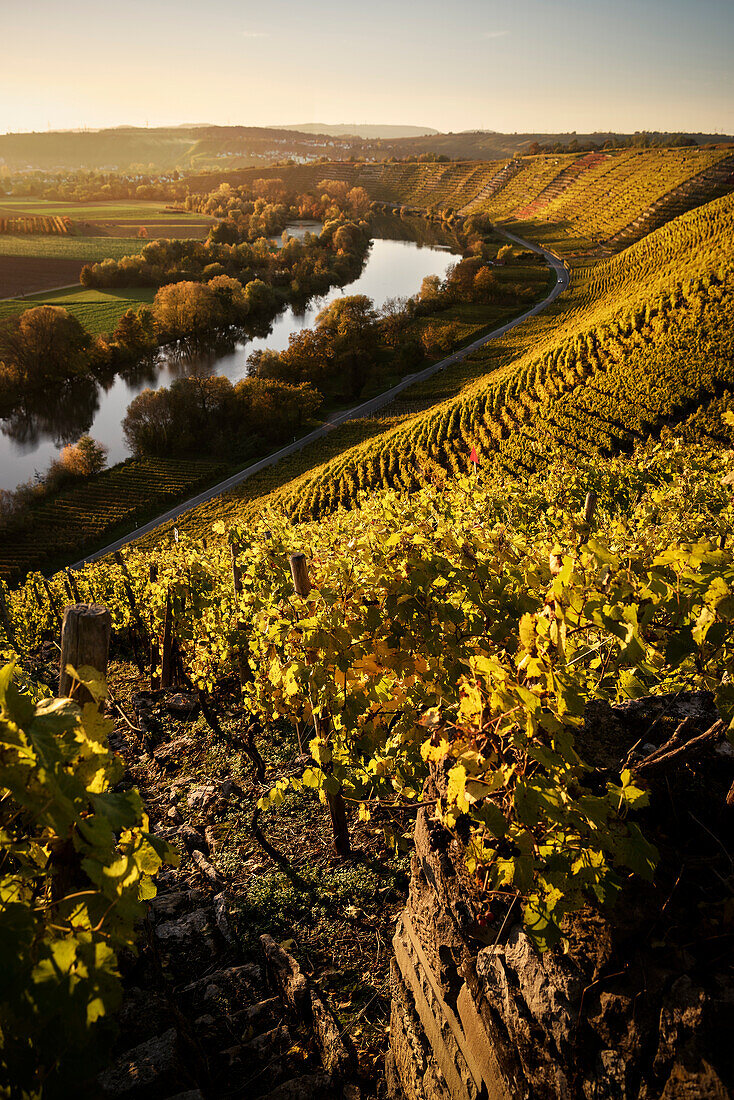 der Neckar fließt entlang der Weinberge, Hessigheimer Felsengärten, Hessigheim, Landkreis Ludwigsburg, Baden-Württemberg, Deutschland