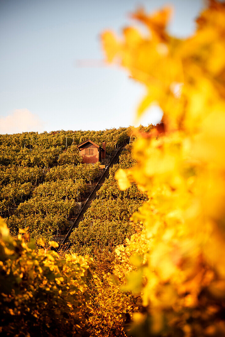climbing and wine growing region of Hessigheim, Ludwigsburg District, Baden-Wuerttemberg, Germany