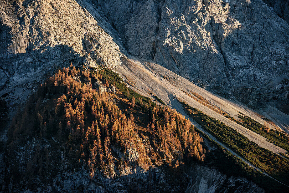 Detail Nadelwald am Berg, Eibsee unterhalb Zugspitze, Gemeinde Grainau, Garmisch-Partenkirchen, Bayern, Alpen, Deutschland