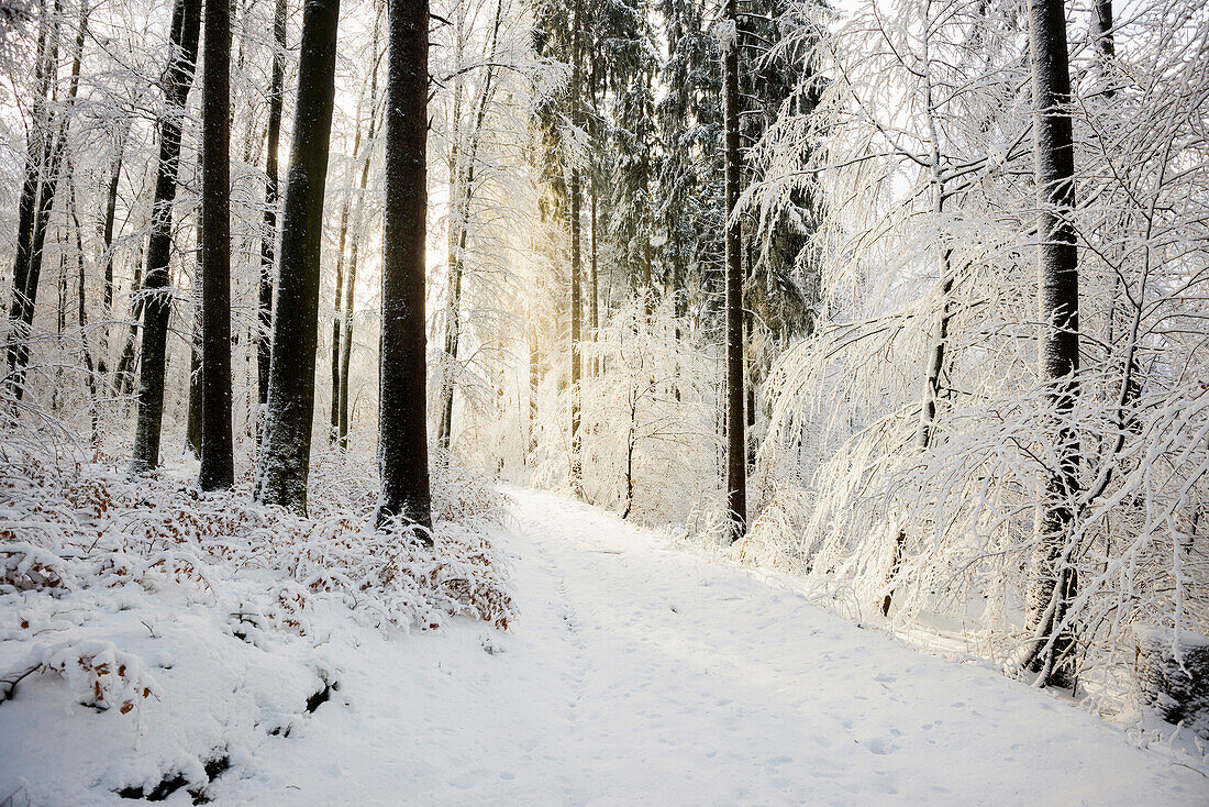 Snowy forest in winter, Höchsten, near Illwangen, Baden-Württemberg, Germany