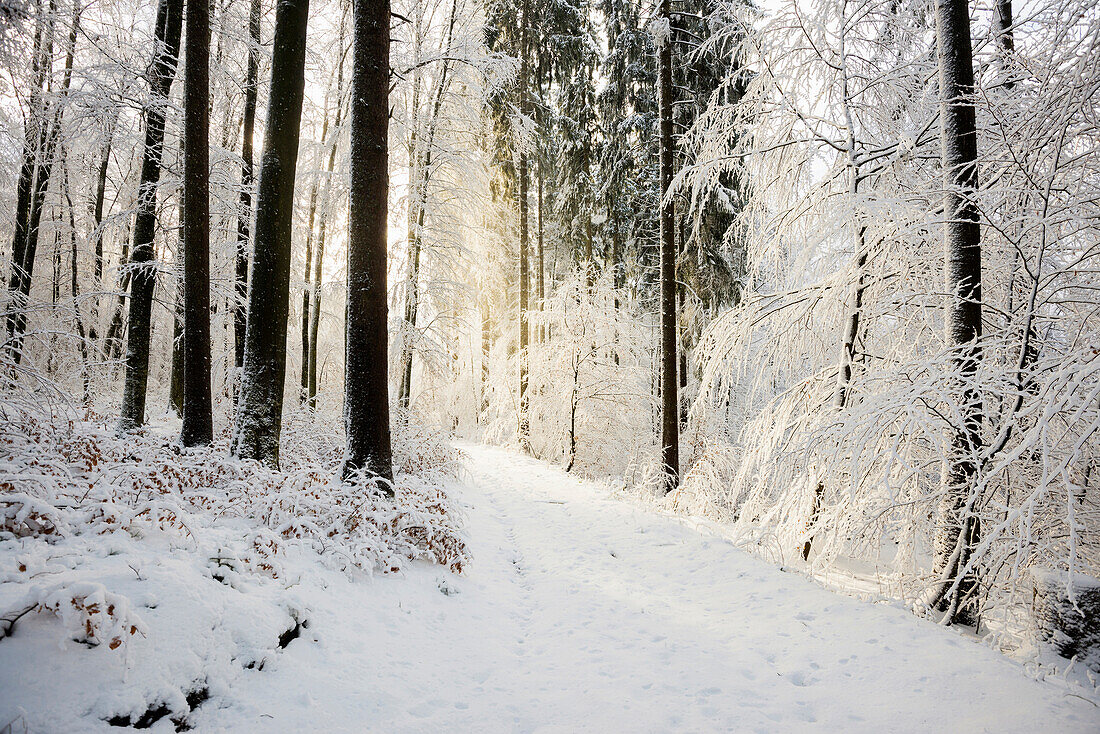 Verschneiter Wald im Winter, am Höchsten, bei Illwangen, Baden-Württemberg, Deutschland