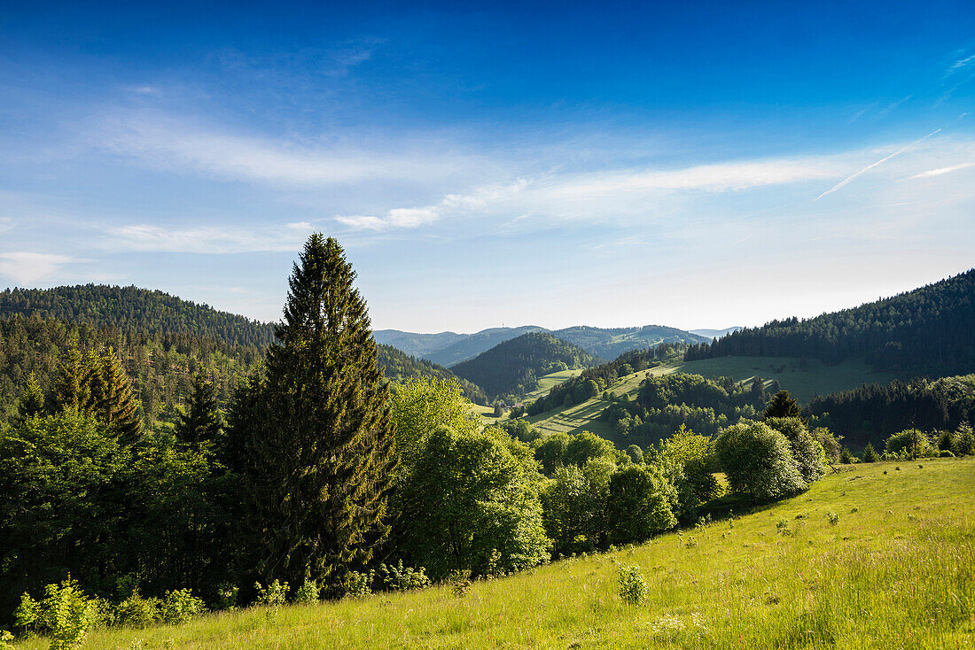 Hilly landscape with meadows and forest, Belchen, Kleines Wiesental, Southern Black Forest, Black Forest, Baden-Württemberg, Germany