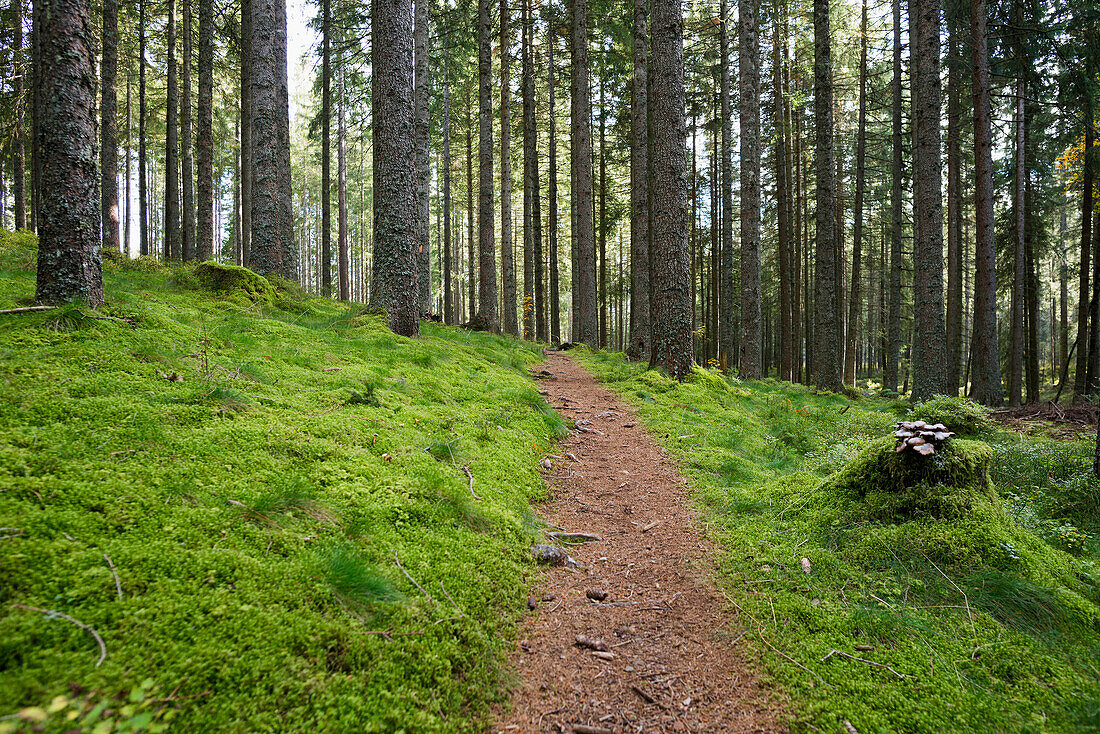 Nadelwald mit Moos und Wanderweg, bei Hinterzarten, Südschwarzwald, Schwarzwald, Baden-Württemberg, Deutschland