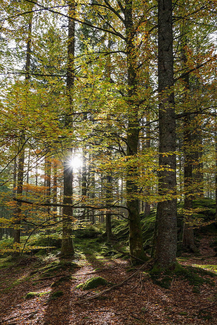 Autumnal mixed forest, near Hinterzarten, Black Forest, Baden-Württemberg, Germany