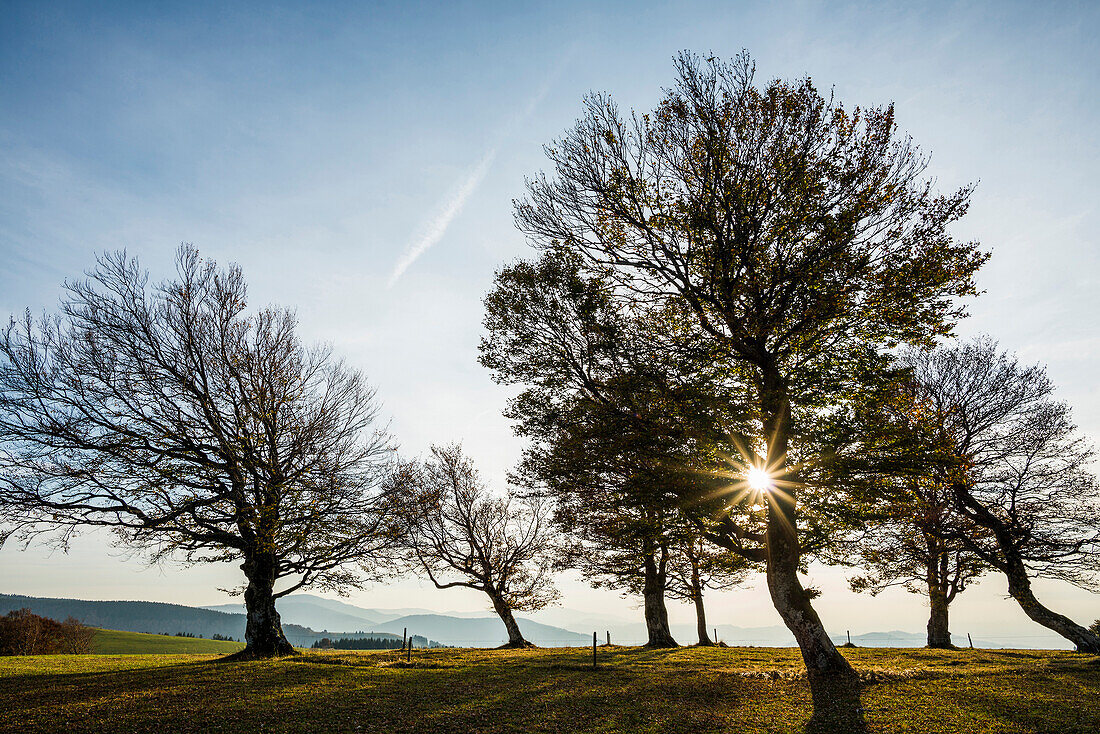 Wetterbuchen bei Sonnenuntergang im Herbst, Schauinsland, bei Freiburg im Breisgau, Südschwarzwald, Schwarzwald, Baden-Württemberg, Deutschland