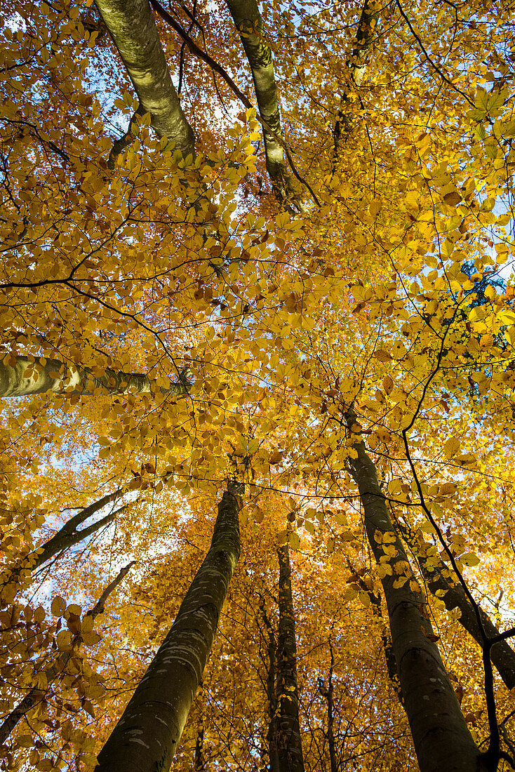 Buchenwald (fagus) mit gelben Blättern im Herbst, Froschperspektive, bei Überlingen, Bodensee, Baden-Württemberg, Süddeutschland, Deutschland